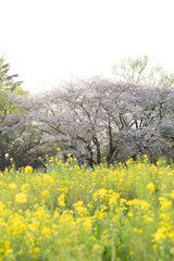 Fototapeta premium 国営昭和記念公園の菜の花畑と桜