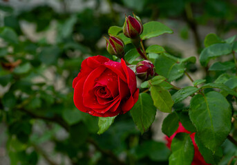red roses with raindrops on the petals, in a natural environment, in full bloom