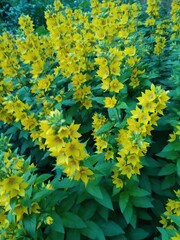 Lysimachia vulgaris. vertical photo.