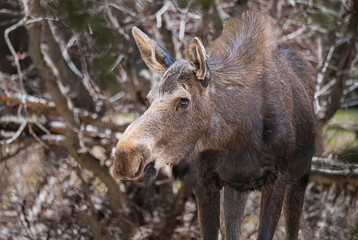 Female Moose in woodland in Rocky Mountain National Park, Colorado, USA
