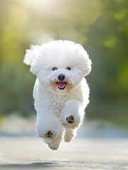 Full body shot of a Bichon Frise, happily running in the soft sunlight.