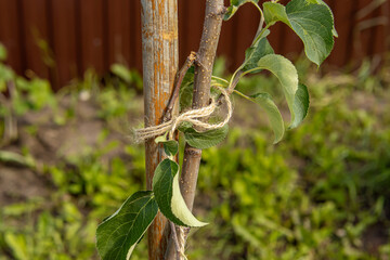 Young apple tree tied to wooden support. Natural