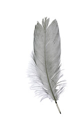 feather