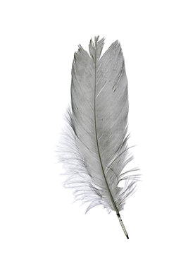 feather