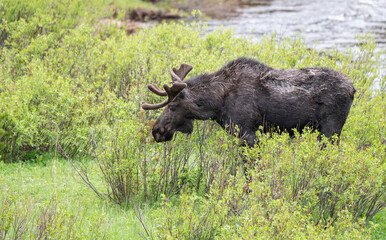 American Moose, Near Ranchester, Wyoming, USA