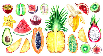 Hand drawn watercolor fruit half cut, slice illustration set. Pineapple, watermelon, avocado, kiwi, banana, kiwano, papaya