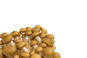 Cluster of fresh brown shimeji mushrooms close up isolated on white background