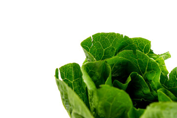 Romaine lettuce, fresh raw green vegetables isolated on white background