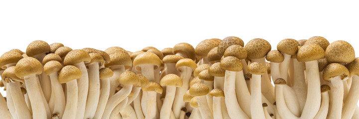 background and texture of cluster of fresh brown shimeji mushrooms close up isolated on white background