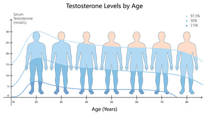 variation in serum testosterone levels across different ages, highlighting hormonal changes in men diagram hand drawn schematic raster illustration. Medical science educational illustration