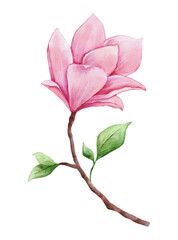 Watercolor magnolia stem. Hand drawn pink flower for greeting cards, invitations. Botanical hand painted illustration