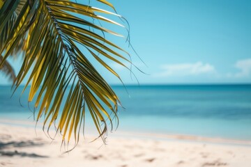 Obraz premium Beach tree outdoors horizon.