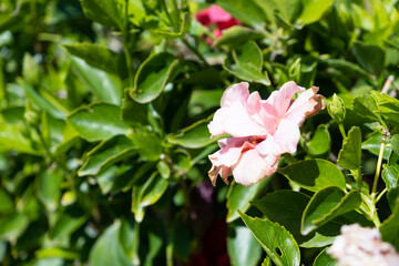 beautiful red hibiscus rose in the hotel floral design