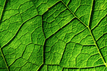 Fresh green burdock leaf texture