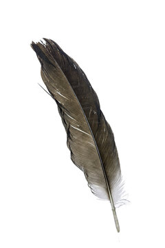Fototapeta feather