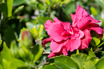 beautiful red hibiscus rose in the hotel floral design