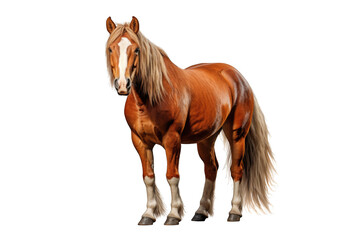 Obraz premium I Love Horses (JPG 300Dpi 10800x7200)