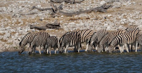 A herd of zebras at a watering hole in natural conditions.