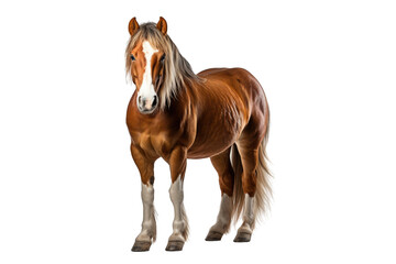 Obraz premium I Love Horses (JPG 300Dpi 10800x7200)