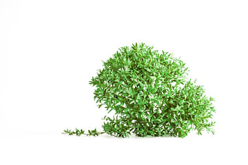 Naklejka premium Green bush isolated on white background