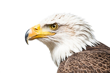 Obraz premium Bald Eagle Close-Up Profile