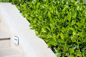 beautiful red hibiscus rose and marble staircase