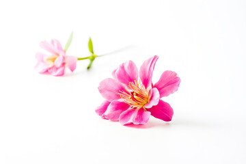 Pink Flower on White Background