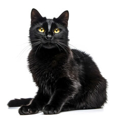 Black cat on a white background.