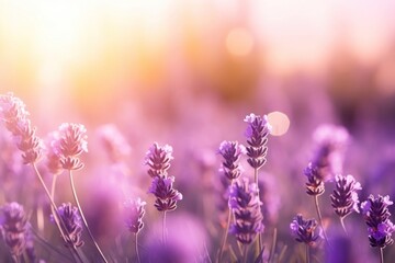 Naklejka premium Spring lavender background landscape nature backgrounds.
