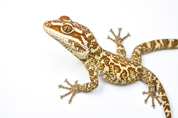 Naklejka premium Close Up of a Brown and White Gecko on a White Background