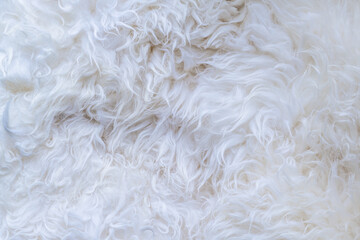 White fur texture background. Close-up of sheep wool texture.