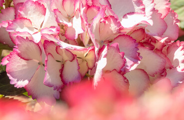 Hortensia flowers white petals with pink serrated edges closeup.