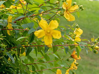 Hypericum patulum purple branches with yellow flowers and buds closeup