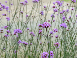Verbena bonariensis decorative stems and purple flowers.