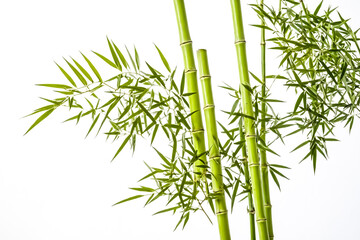 Fototapeta premium Green Bamboo Shoots with White Background