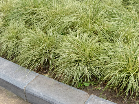 Carex oshimensis or Japanese sedge grass garden in the urban design
