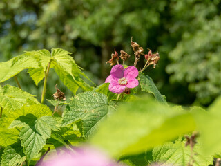Rubus odoratus,purple-flowered raspberry or Virginia raspberry purple five petals flower and bright foliage