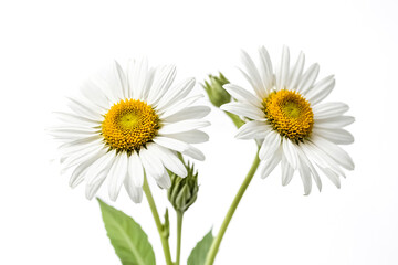 Obraz premium Two White Daisies Isolated On White Background