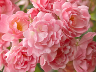 Beautiful pale pink tender rose flowers aesthetic background