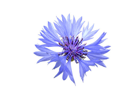 Centaurea cyanus,cornflower or bachelor's button blue flower isolated transparent png.