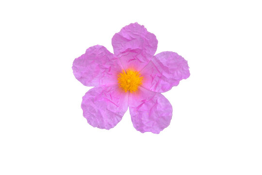 Cistus albidus or grey-leaved cistus pink flower with crinkled petals and yellow stamens isolated transparent png