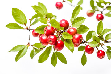 Obraz premium Branch of red apples with green leaves on white background