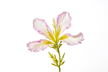 Obraz premium Single Pink Flower with Yellow Stamens on White Background