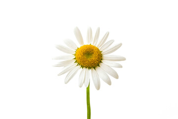 Single Daisy Flower Isolated on White Background