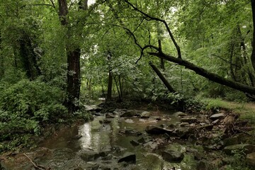 Creek (stream) in a summer forest after the rainstorm. 