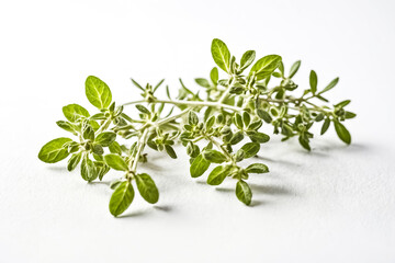 Sprig of fresh oregano on white background