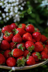 strawberries in the garden