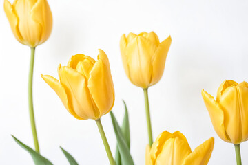 Fototapeta premium Yellow tulips on a white background