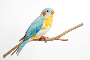 Blue and Yellow Parakeet Perched on a Branch