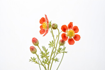 Fototapeta premium Delicate red flower with yellow center on white background